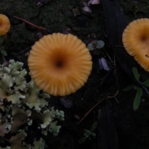 Lichenomphalia chromacea at Acton, ACT - 4 Oct 2016