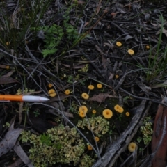 Lichenomphalia chromacea at Acton, ACT - 4 Oct 2016