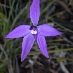 Glossodia major (Wax Lip Orchid) at Black Mountain - 3 Oct 2016 by Ryl