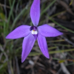 Glossodia major (Wax Lip Orchid) at Acton, ACT - 4 Oct 2016 by Ryl