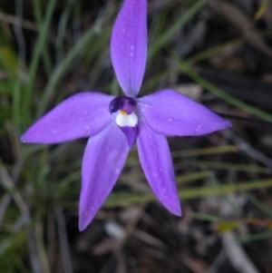 Glossodia major at Acton, ACT - 4 Oct 2016