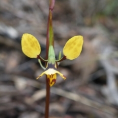 Diuris nigromontana (Black Mountain Leopard Orchid) at Black Mountain - 3 Oct 2016 by Ryl