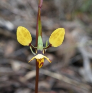 Diuris nigromontana at Acton, ACT - 4 Oct 2016