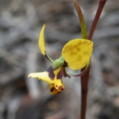 Diuris nigromontana at Acton, ACT - 4 Oct 2016