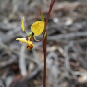 Diuris nigromontana at Acton, ACT - 4 Oct 2016