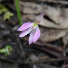 Caladenia carnea (Pink Fingers) at Acton, ACT - 3 Oct 2016 by Ryl