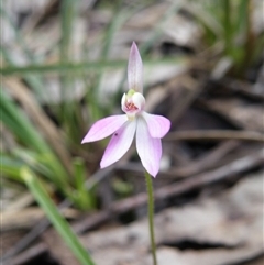 Caladenia carnea at Undefined Area - suppressed