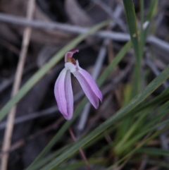 Caladenia fuscata (Dusky Fingers) at Black Mountain - 3 Oct 2016 by Ryl