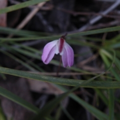 Caladenia fuscata at Point 5808 - suppressed