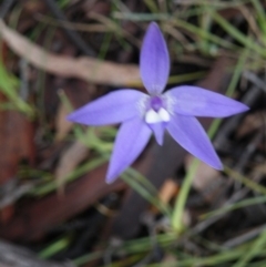 Glossodia major (Wax Lip Orchid) at Black Mountain - 3 Oct 2016 by Ryl