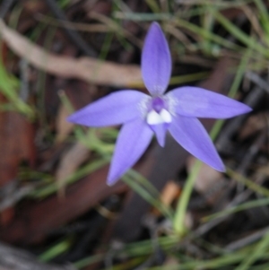 Glossodia major at Point 5808 - suppressed