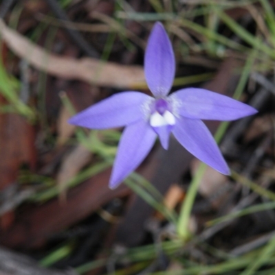 Glossodia major (Wax Lip Orchid) at Black Mountain - 3 Oct 2016 by Ryl