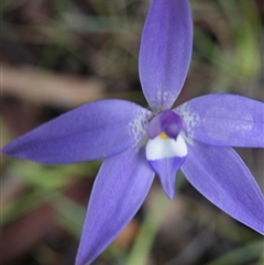 Glossodia major at Point 5808 - suppressed