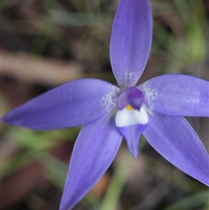 Glossodia major at Point 5808 - suppressed