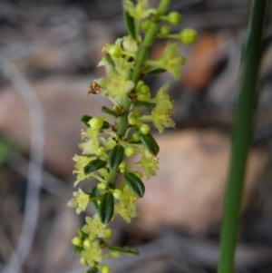 Phyllanthus occidentalis at Point 5808 - 1 Jan 2016