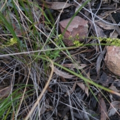 Phyllanthus occidentalis at Point 5808 - 1 Jan 2016