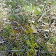 Drosera gunniana (Pale Sundew) at O'Malley, ACT - 4 Oct 2016 by Mike