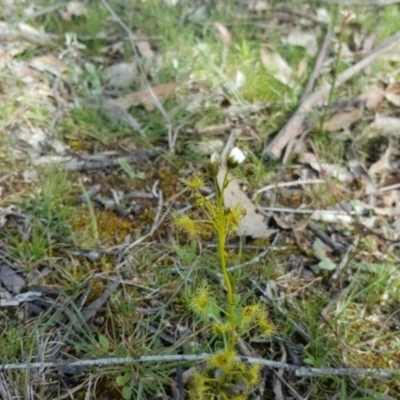 Drosera gunniana (Pale Sundew) at O'Malley, ACT - 4 Oct 2016 by Mike