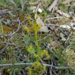 Drosera gunniana at O'Malley, ACT - 4 Oct 2016 12:00 AM