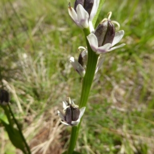 Wurmbea dioica subsp. dioica at Molonglo Valley, ACT - 22 Sep 2016