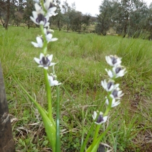 Wurmbea dioica subsp. dioica at Molonglo Valley, ACT - 22 Sep 2016