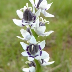 Wurmbea dioica subsp. dioica at Molonglo Valley, ACT - 22 Sep 2016