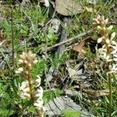 Stackhousia monogyna (Creamy Candles) at O'Malley, ACT - 4 Oct 2016 by Mike