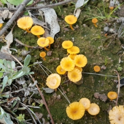 Lichenomphalia chromacea (Yellow Navel) at Mount Mugga Mugga - 3 Oct 2016 by Mike