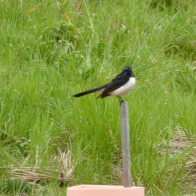 Rhipidura leucophrys (Willie Wagtail) at Sth Tablelands Ecosystem Park - 22 Sep 2016 by AndyRussell
