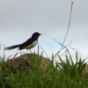 Rhipidura leucophrys at Molonglo Valley, ACT - 22 Sep 2016