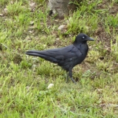 Corvus coronoides (Australian Raven) at National Arboretum Woodland - 22 Sep 2016 by AndyRussell