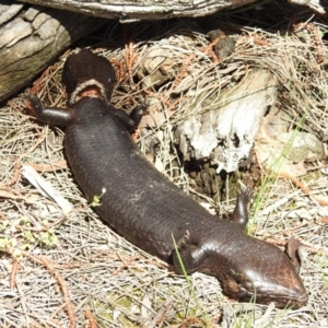 Tiliqua rugosa at Majura, ACT - 3 Oct 2016