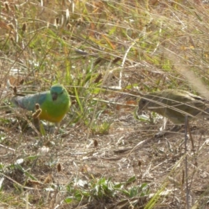 Psephotus haematonotus at Molonglo Valley, ACT - 21 Apr 2016 09:15 AM