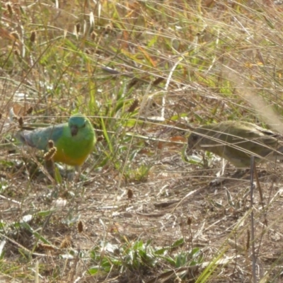 Psephotus haematonotus (Red-rumped Parrot) at Molonglo Valley, ACT - 20 Apr 2016 by AndyRussell