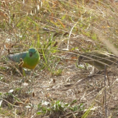 Psephotus haematonotus (Red-rumped Parrot) at Molonglo Valley, ACT - 21 Apr 2016 by AndyRussell