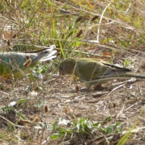 Psephotus haematonotus at Molonglo Valley, ACT - 21 Apr 2016