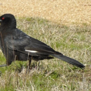 Corcorax melanorhamphos at Molonglo Valley, ACT - 30 Jul 2016