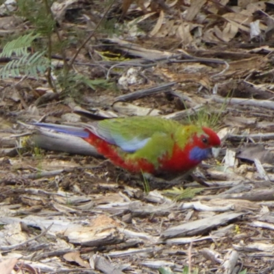 Platycercus elegans (Crimson Rosella) at Molonglo Valley, ACT - 30 Jul 2016 by AndyRussell