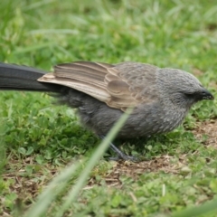 Struthidea cinerea at Watson, ACT - 4 Oct 2016