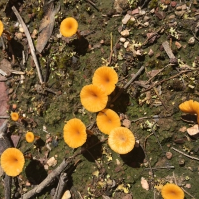 Lichenomphalia chromacea (Yellow Navel) at Black Mountain - 2 Oct 2016 by ibaird