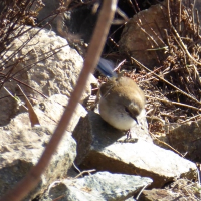 Malurus cyaneus (Superb Fairywren) at Sth Tablelands Ecosystem Park - 30 Jul 2016 by AndyRussell