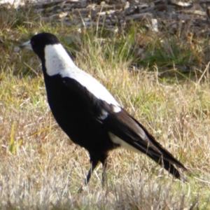 Gymnorhina tibicen at Molonglo Valley, ACT - 4 Jul 2016