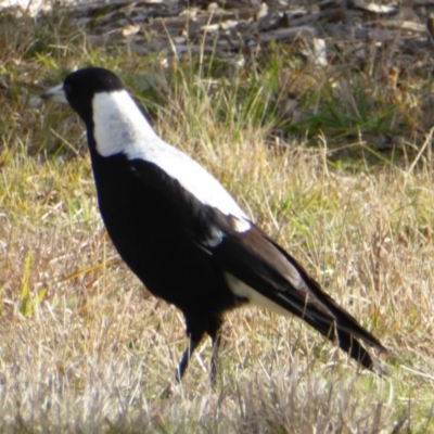 Gymnorhina tibicen (Australian Magpie) at Sth Tablelands Ecosystem Park - 4 Jul 2016 by AndyRussell