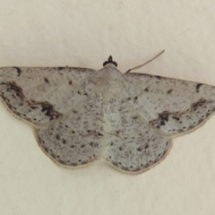 Taxeotis intextata (Looper Moth, Grey Taxeotis) at Conder, ACT - 13 Nov 2015 by michaelb