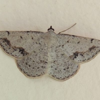 Taxeotis intextata (Looper Moth, Grey Taxeotis) at Conder, ACT - 13 Nov 2015 by michaelb