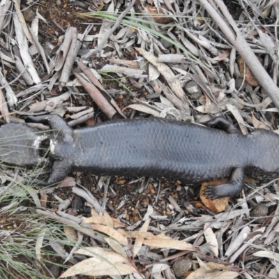 Tiliqua rugosa (Shingleback Lizard) at Mount Majura - 1 Oct 2016 by waltraud