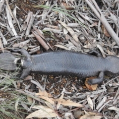 Tiliqua rugosa (Shingleback Lizard) at Majura, ACT - 1 Oct 2016 by waltraud
