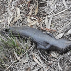 Tiliqua rugosa at Majura, ACT - 1 Oct 2016