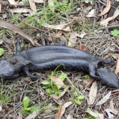 Tiliqua rugosa at Majura, ACT - 1 Oct 2016 04:30 PM