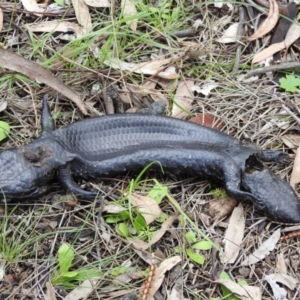 Tiliqua rugosa at Majura, ACT - 1 Oct 2016